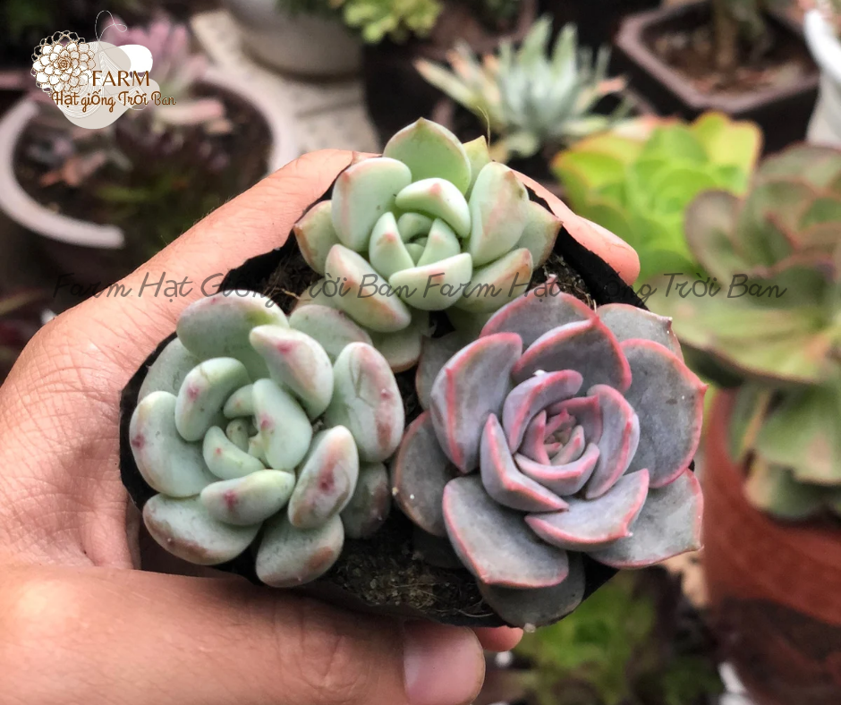 Sen bầu 3 cây ngẫu nhiên - hàng đẹp