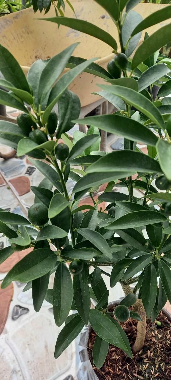 Cây giống Tắc thái trái dài (kim quất, quất thái, tắc mỹ, tắc vỏ ngọt) đang có trái - CayGiongTot