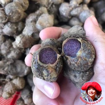 Gừng đen (ngải tím) tươi Tây Bắc loai 1. Gừng đen tươi sấy khô, ngâm mật ong giúp chống oxy hoá, kháng khuẩn, chống viêm