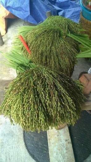 Cốm Tú Lệ Yên Bái