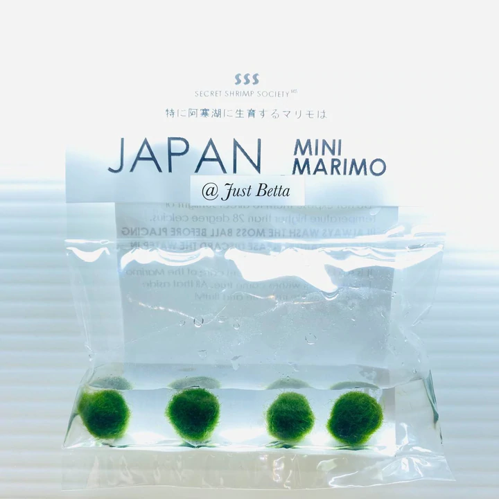 25 x Marimo Moss Balls Live Aquarium Cladophora Plant Fish Tank Shrimp  (5-7mm)