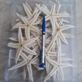 combo 10 con sao biển