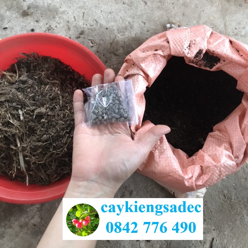 caykiengsadec - Đất phân trồng hoa rau cây ăn quả - hoa kiểng lá