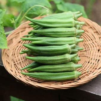 20g Hạt giống đậu bắp xanh cao sản