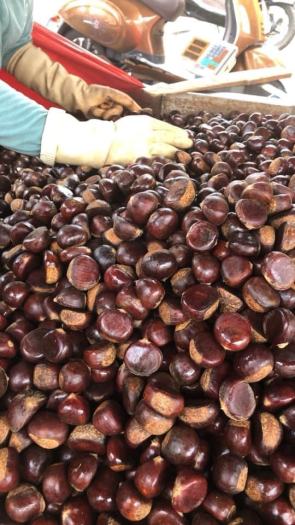 Hạt dẻ tươi Cao Bằng size 2.8mm