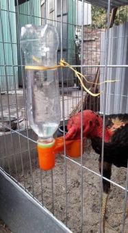 5 Gáo uống nước tự động cho Gà, Chim