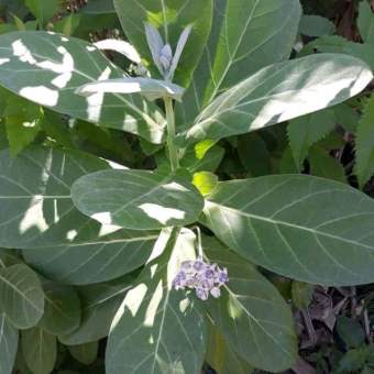 Cây bồng bồng lá hen khô 1KG