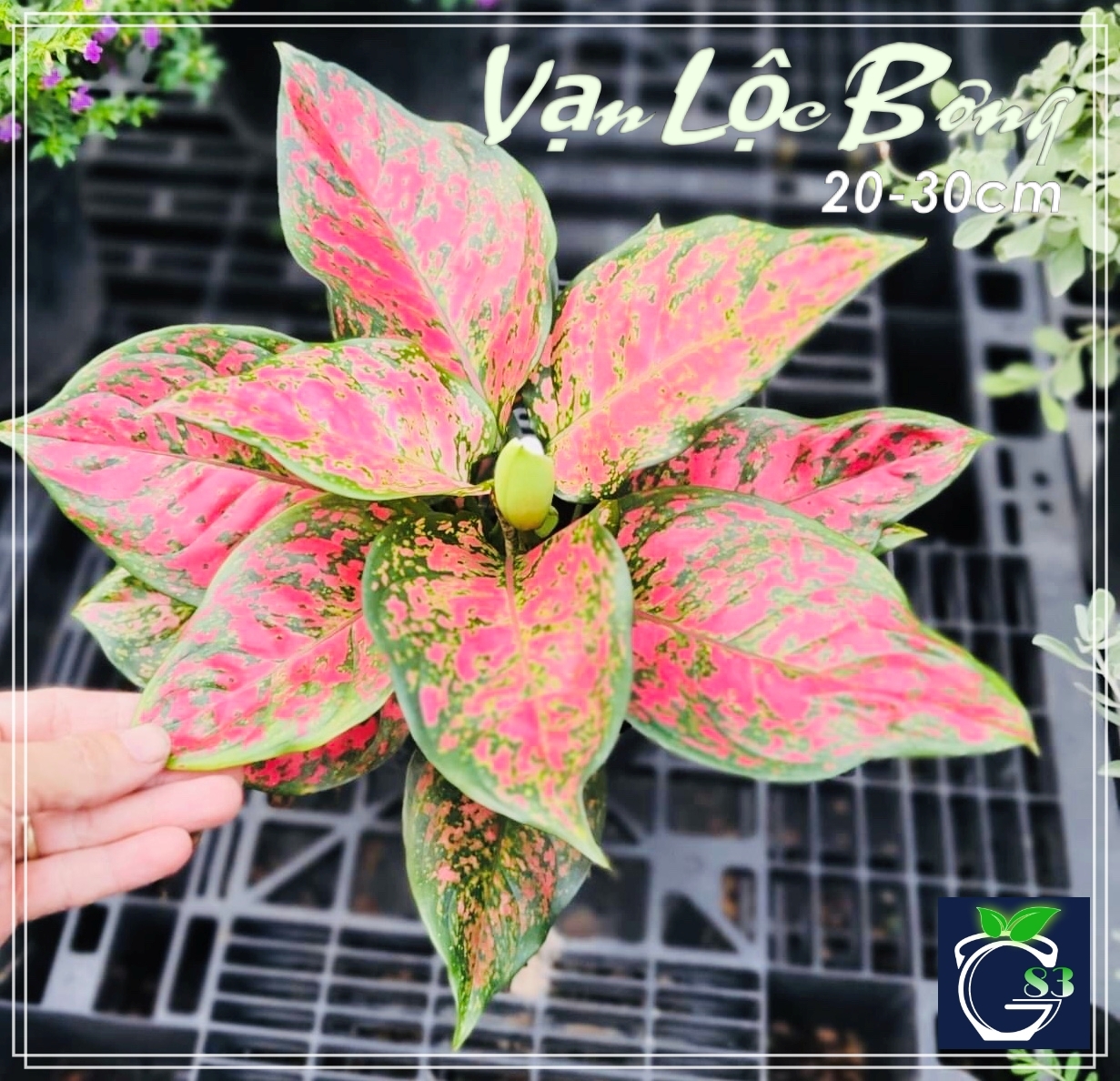 Cây Vạn Lộc Bông - cây phong thuỷ - cây để bàn - cây cảnh mini