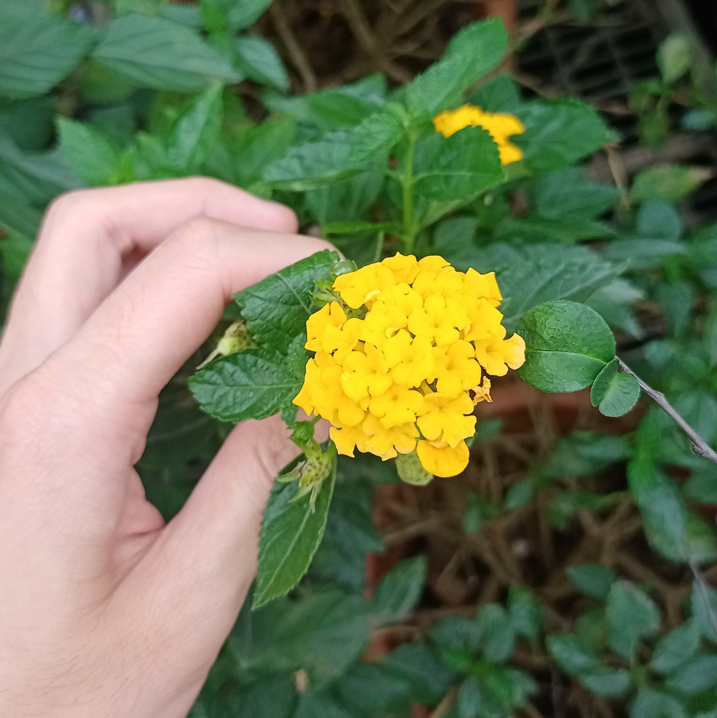 Chậu hoa ngũ sắc vàng rực rỡ ban công