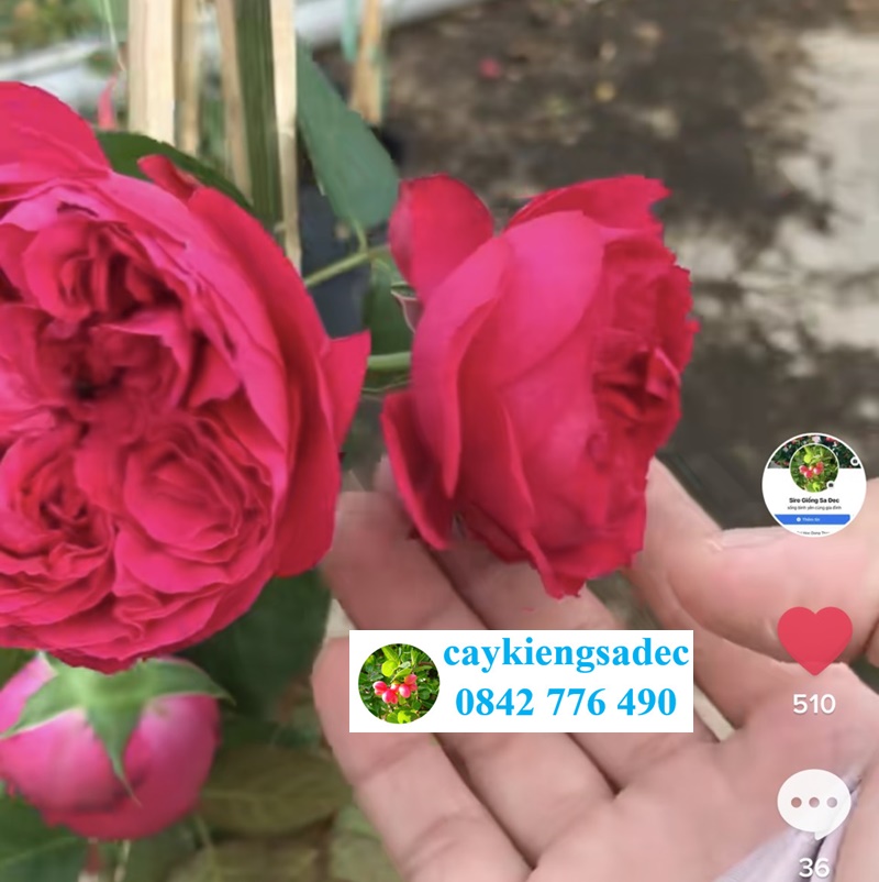 Caykiengsadec - Hoa hồng RED EDEN - tặng phân bón - hoa kiểng lá - cây phong thủy trang trí nội ngoại thất cảnh quan sân vườn ngoài trời