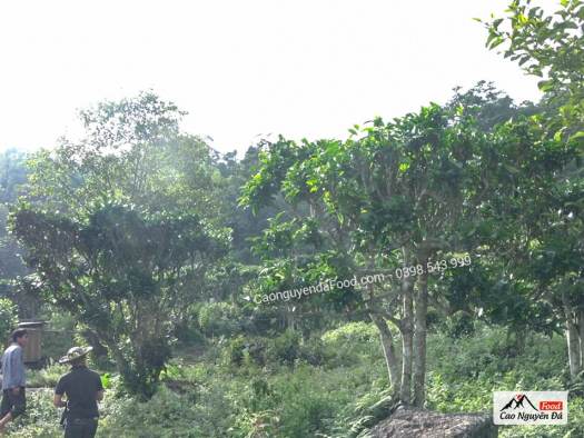 200Gram Chè Shan Tuyết Thương Đỉnh - Trà Shan Tuyết Cổ thụ Hà Giang