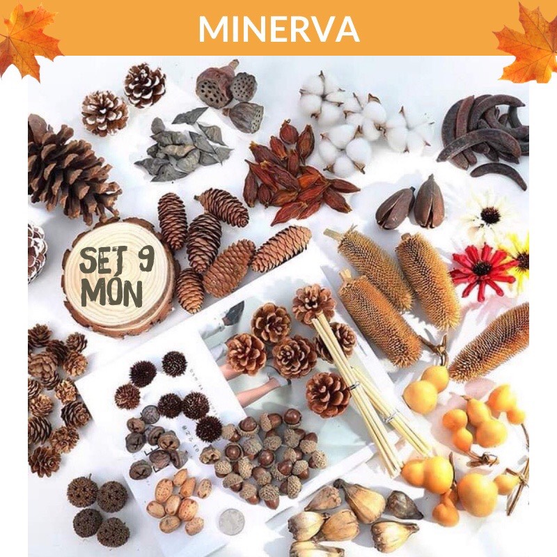 Set 9 món đồ khô, quả khô làm phụ kiện decor phông nền chụp ảnh, trang trí sản phẩm Minerva