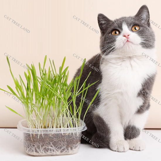 Bộ kit tự trồng cỏ mèo tươi, tiêu búi lông, tiêu hóa tốt - hạt giống cỏ lúa mạch tươi cho mèo
