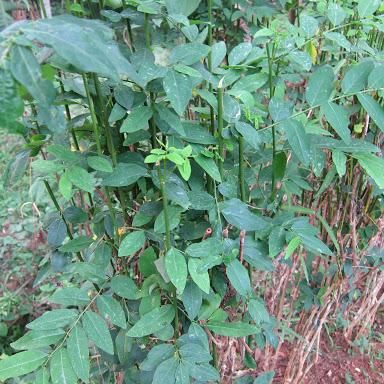 Set 3 khóm rau ngót ta trồng trong bầu khỏe mạnh