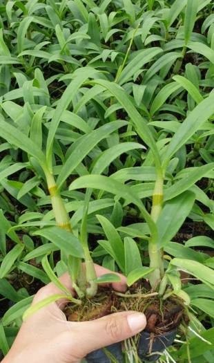 denro nắng lưỡi bò tím cây giống to khỏe