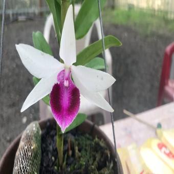 Hoa lan phi điệp-5ct lâm xung(cao 20cm, bộ rễ khỏe)