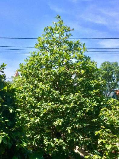 PHÂN BÓN SIÊU VỌT ĐỌT