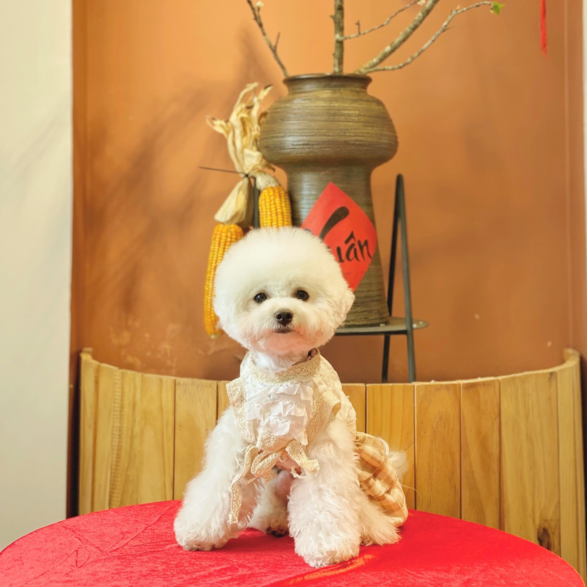 Váy Caro Kem| IAMDOG | áo cho chó con, áo cho chó poodle, áo thun cho chó mèo size nhỏ