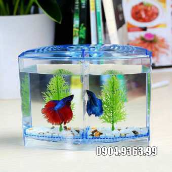Bể cá Betta mini 2 ngăn CỰC ĐẸP