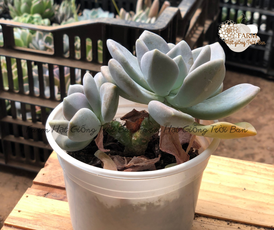 Sen đá đá xanh 🏵️ size trung 9 - 12 cm 🏵️ đã thuần khí hậu 🏵️ xuất vườn đà lạt