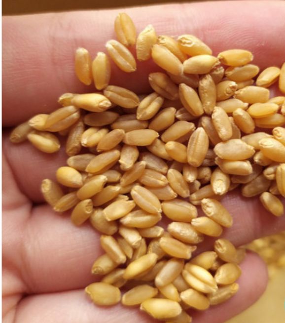 Hạt giống trồng cỏ mèo từ hạt lúa mạch nguyên chất 50g
