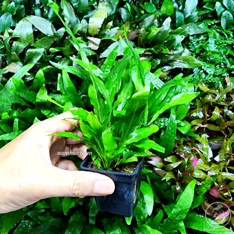 Cây Dương Xỉ Java Mini (chậu) | Cây Thuỷ Sinh Dễ Đẹp - Cực Dễ Chăm - Không Cần CO2