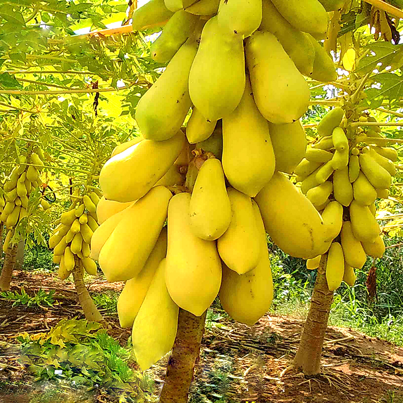 Hạt giống đu đủ da vàng