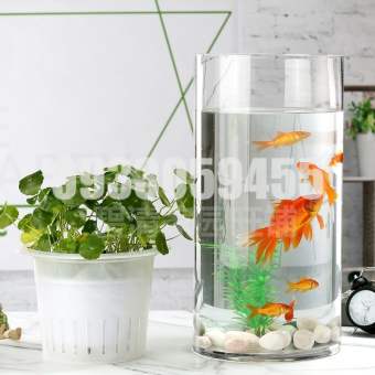 Bình bông lọ hoa thủy tinh trang trí trụ tròn,  Lọ hoa nuôi trồng thủy sinh, Bể cá mini, hồ cá để bàn – Lọ cá thủy tinh, chậu cây thủy sinh