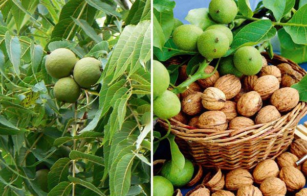 giống cây óc chó nếp - cây giống cao to, trưởng thành