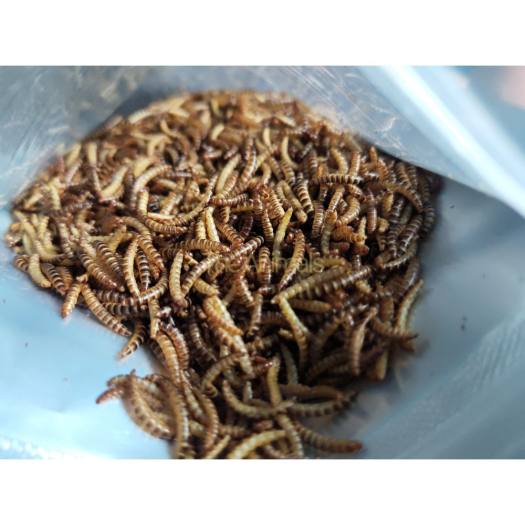 Sâu gạo sấy thơm cho chim, gà, cá, hamster, thằn lằn, sóc bay,...