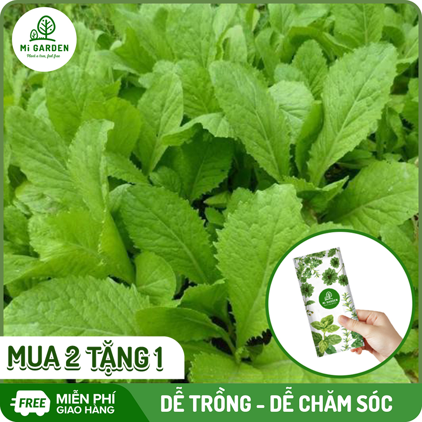 [MUA 2 TẶNG 1] Hạt giống Cải Ăn Non Baby Mi Garden, hạt giống dễ trồng, lên mầm sau 3-5 ngày, thu hoạch sau 10 ngày, vị hơi the, túi 15G