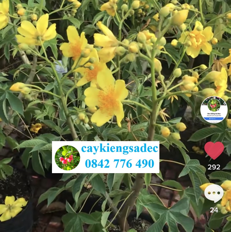 caykiengsadec - Cây mai hà lan (mai đăng tiêu) - tặng phân bón - hoa kiểng lá trang trí nội thất cản