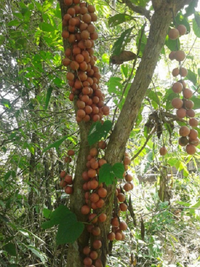 Cây quất hồng bì giống chuẩn ĐH nông nghiệp