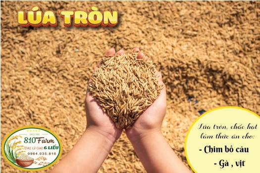 LÚA THÓC TRÒN CHO CHIM BỒ CÂU / GÀ ĂN 1KG