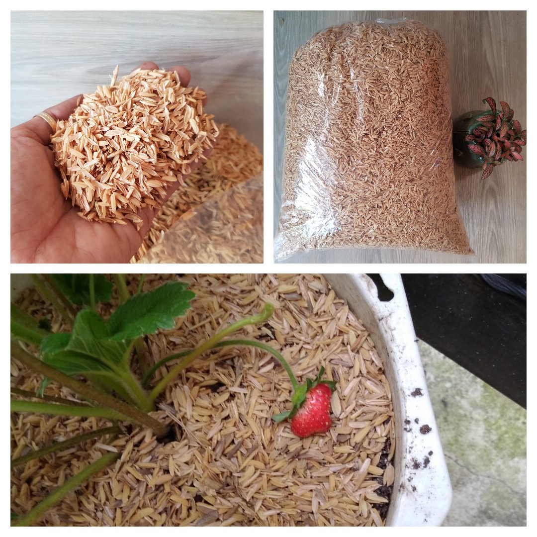 Vỏ trấu tươi sống 5dm3 khoảng 600gr lót ổ gà trồng rau, trộn đất trồng hoa hồng| Minh Hân Garden