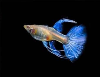 Thức ăn cho cá - 2 cặp Blue topaz finC siêu đẹp