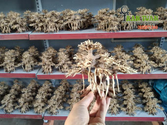 Cây lũa bonsai mini dành cho hồ nhỏ