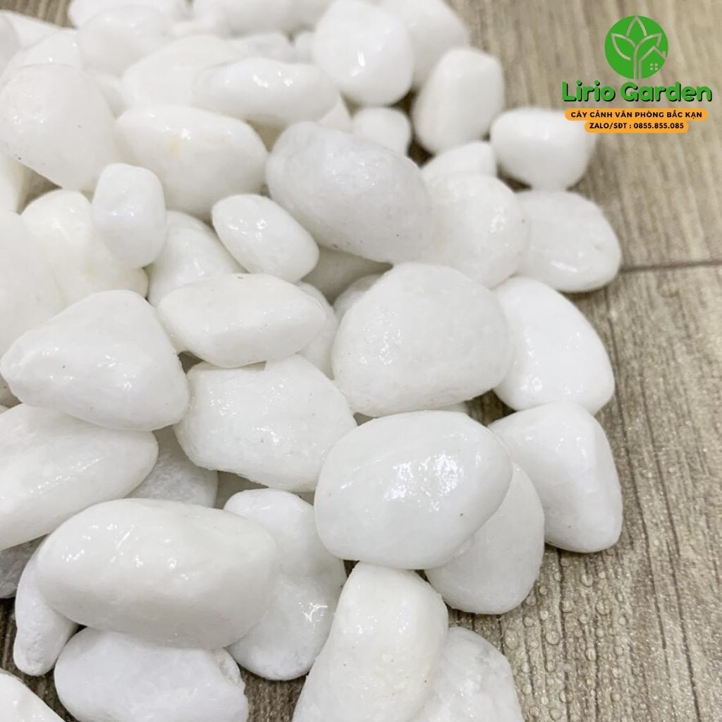Sỏi trắng , đá trắng trang trí tiểu cảnh , cây cảnh , hồ cá ( gói 500g )