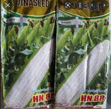 Hạt giống bắp nếp lai f1 hn88 , giống ngô lai f1