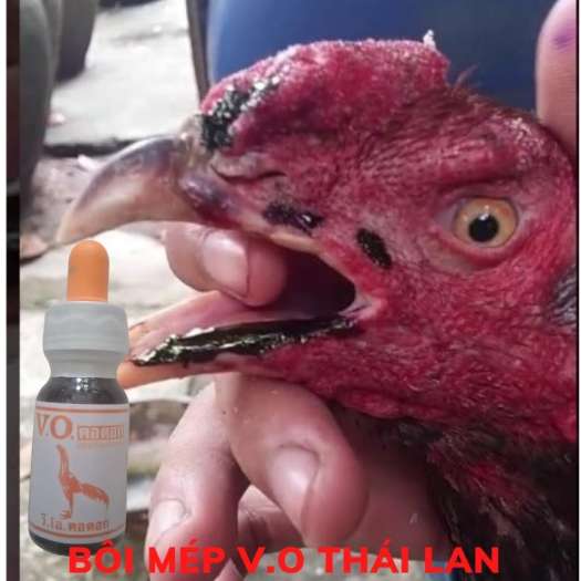 VO - Điều trị gà đá bị kén mép , rách mép , gà soi bội(1 lọ / 15ml)