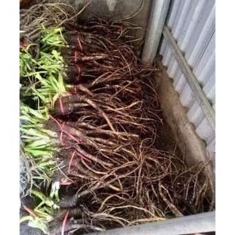 1kg sâm quy tươi sâm đá