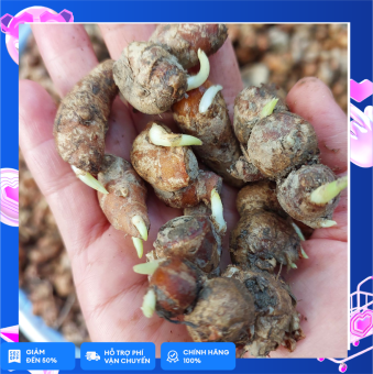 Củ xá kén/xá kiếng/địa liền nảy mầm 500g