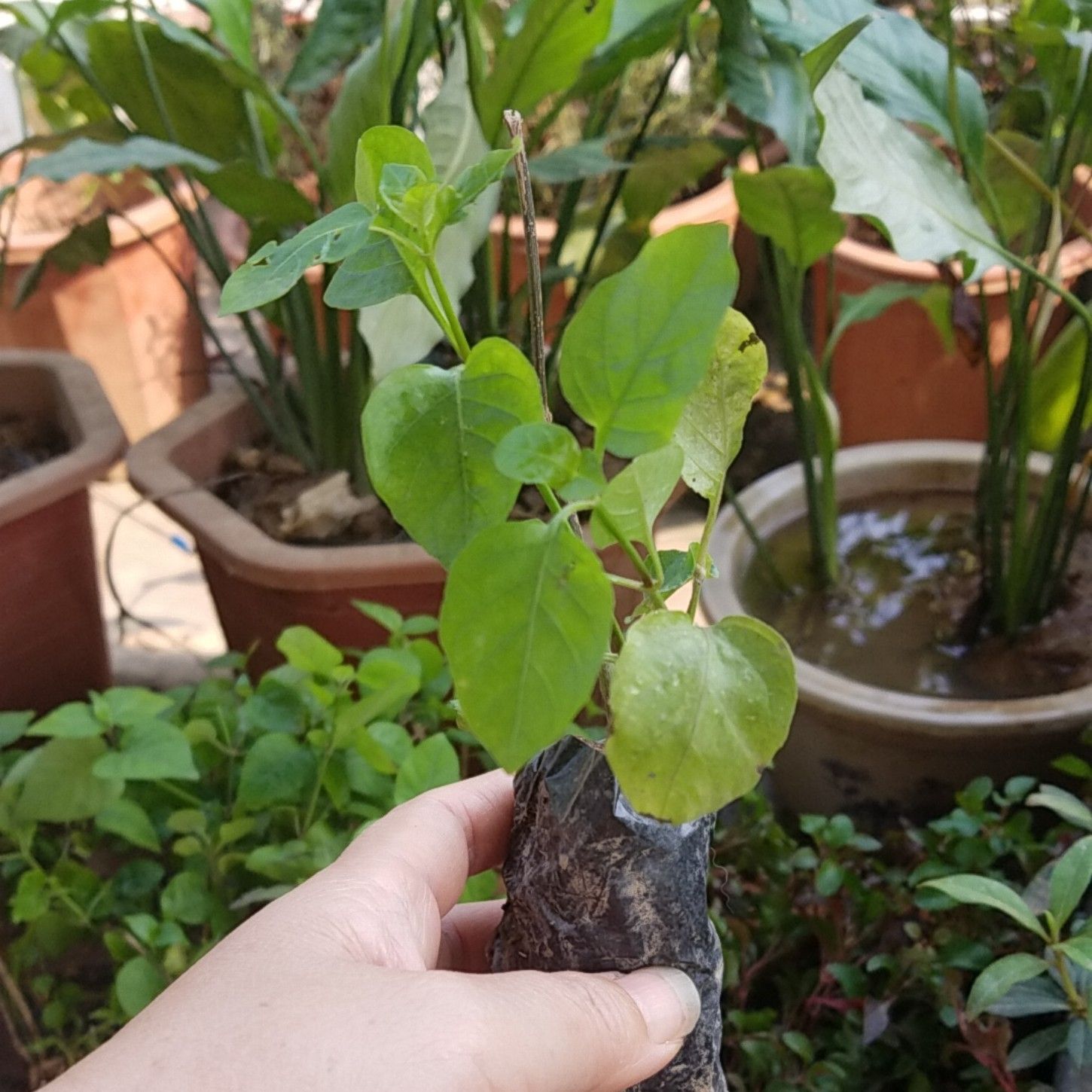 Rau ngót Nhật bổ dưỡng dễ trồng thu hoạch quanh năm