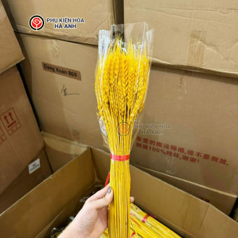 Lúa mạch khô trang trí decor nhà cửa loại 1