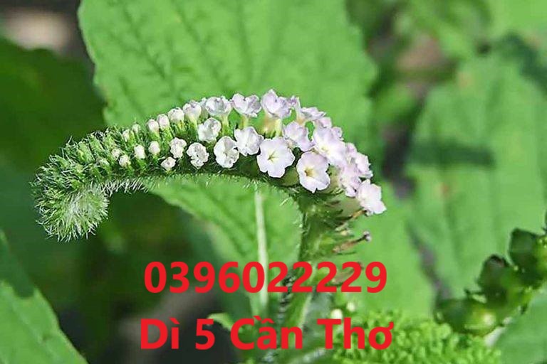 Cây vòi voi phơi khô 1 ký