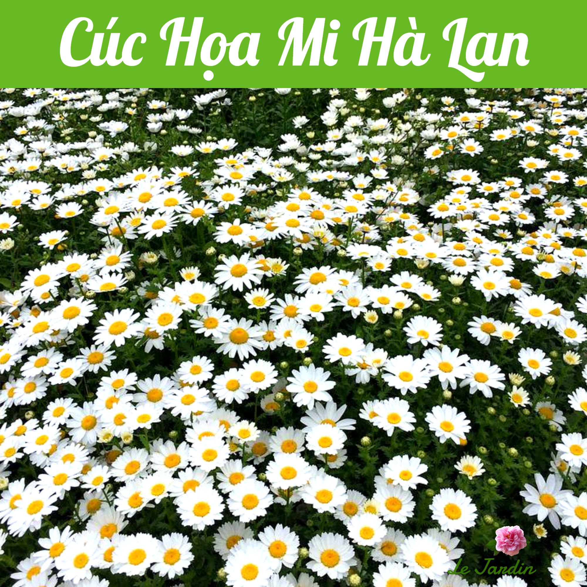 Hạt giống hoa cúc họa mi hà lan rado 864 gói 0,03gr