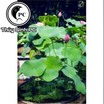 5kg Đất Bùn Sạch Trồng Sen Súng Cảnh Và Các Loại Cây Thủy Sinh