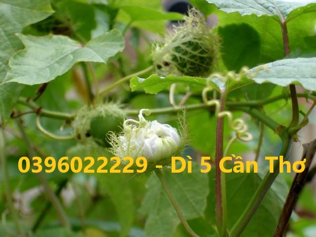 Dây nhãn lòng (lạc tiên) phơi khô 1 ký - Hàng khô sạch bụi bậm