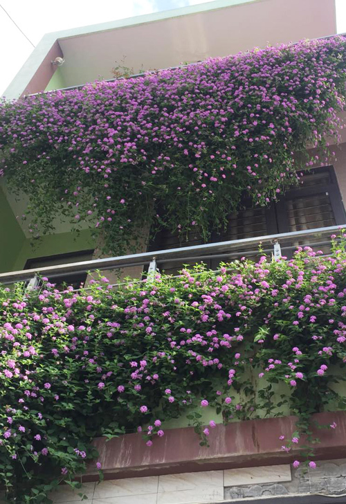 Hoa Trâm ổi tím, hoa cúc ngũ sắc tím rủ-cây giống