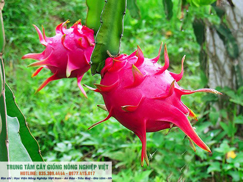 Cây thanh long ruột đỏ chuẩn giống ĐHNN
